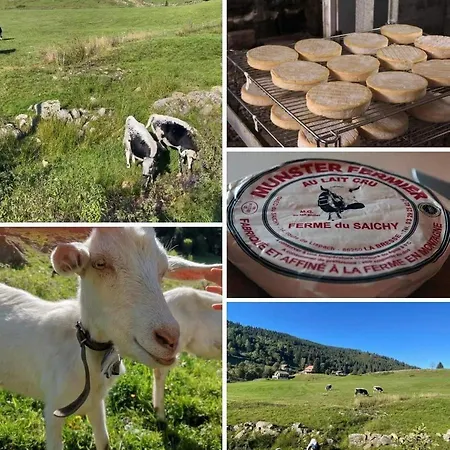 Le Royal Nathalie Mn La Rouge * La Bresse