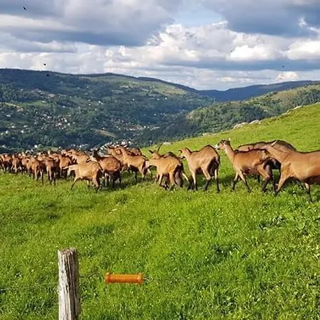 Alpesi faház Le Royal Nathalie Mn La Rouge La Bresse