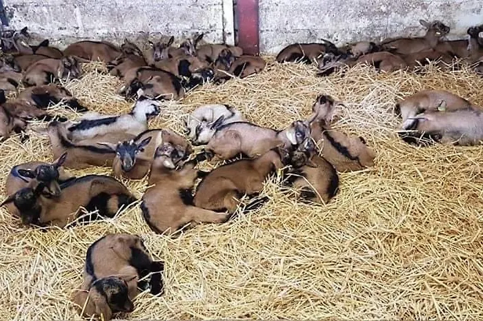 Le Royal Nathalie Mn La Rouge Chalet *